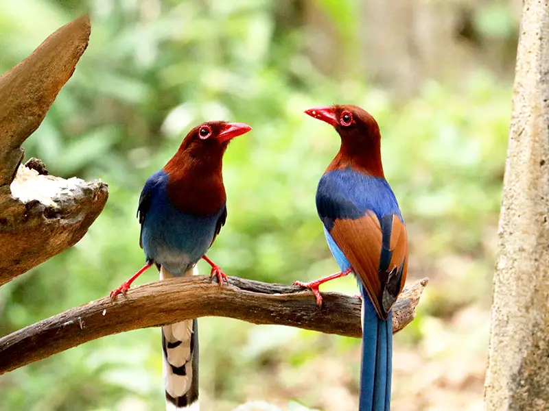 bird watching , jungle beach Sri Lanka